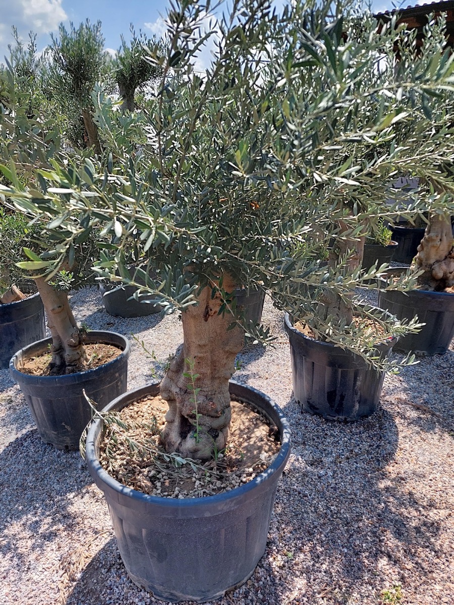Formlu zeytin ağaçları