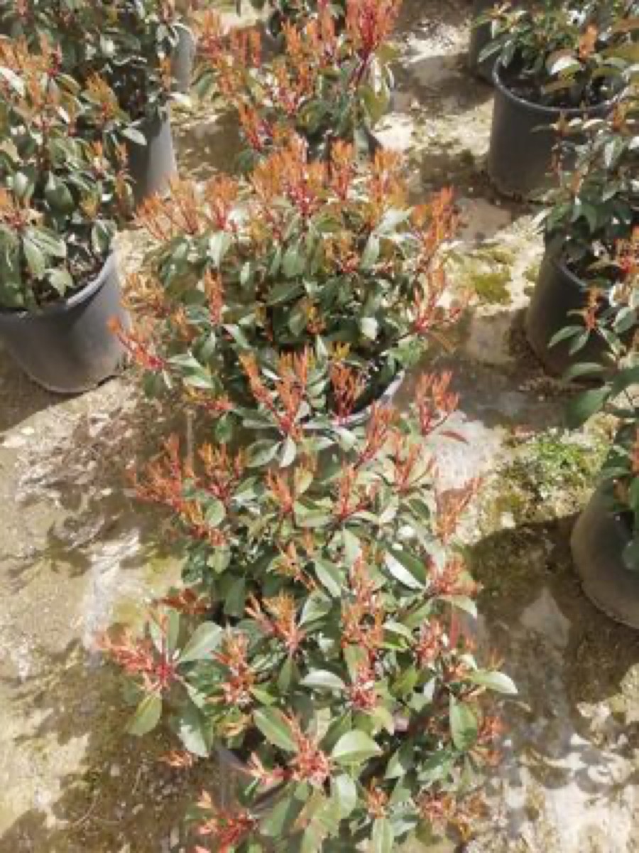 Photinia Red Robin üretimi